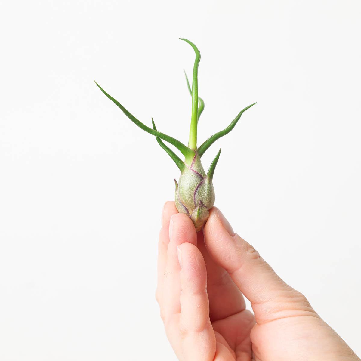 Tillandsia bulbosa Air plant