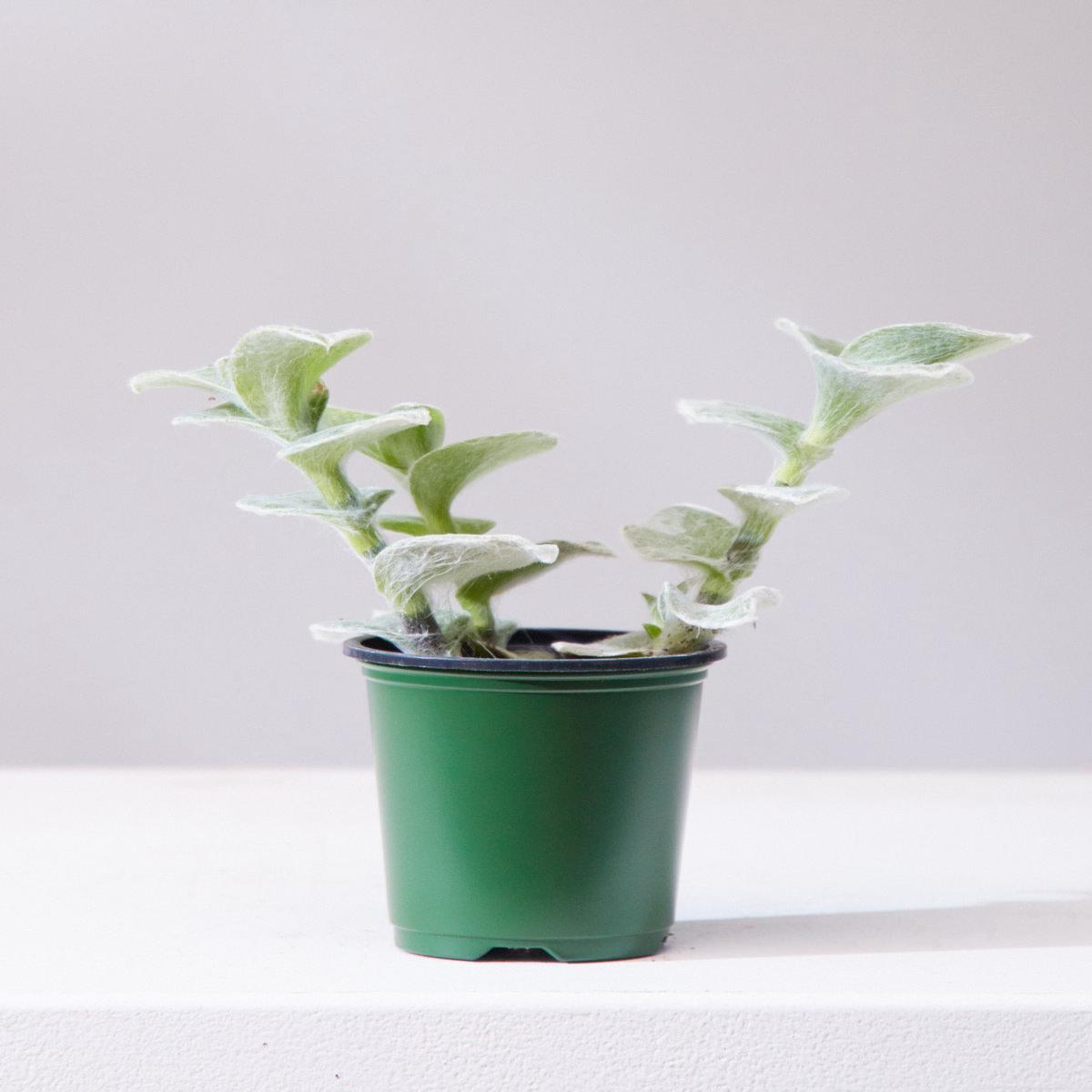 TRADESCANTIA WHITE VELVET 'WOOLY' 3.5" Grower Pot