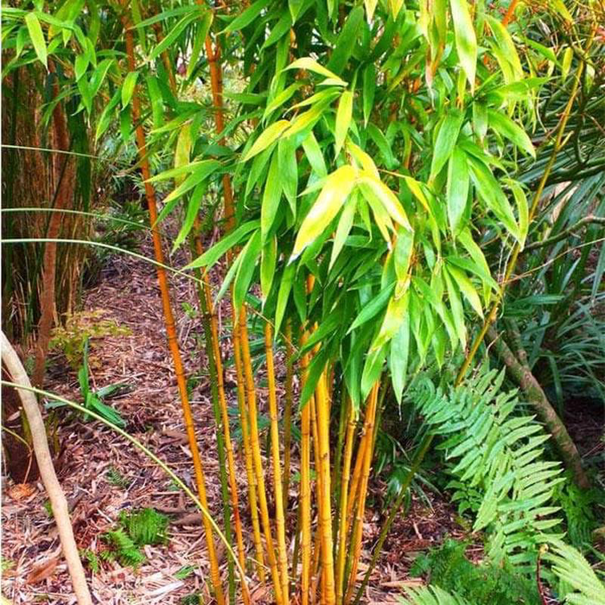Yellow Bamboo 8211 Plant