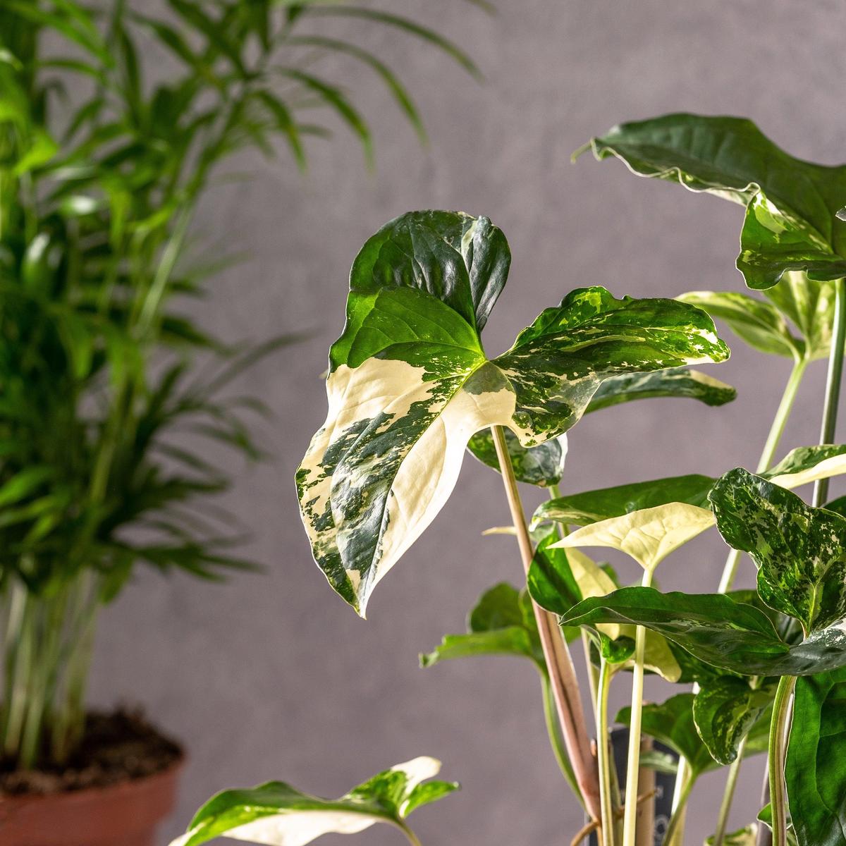 Syngonium Albo Variegated | Podophyllum