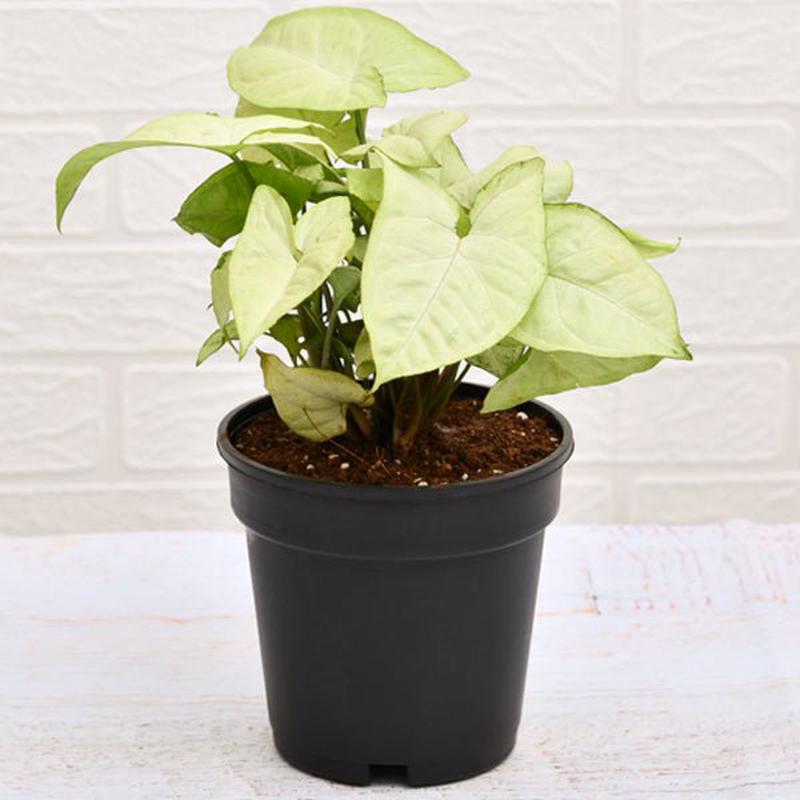 Syngonium Podophyllum Silver Pearl - Plant Turquoise Pot