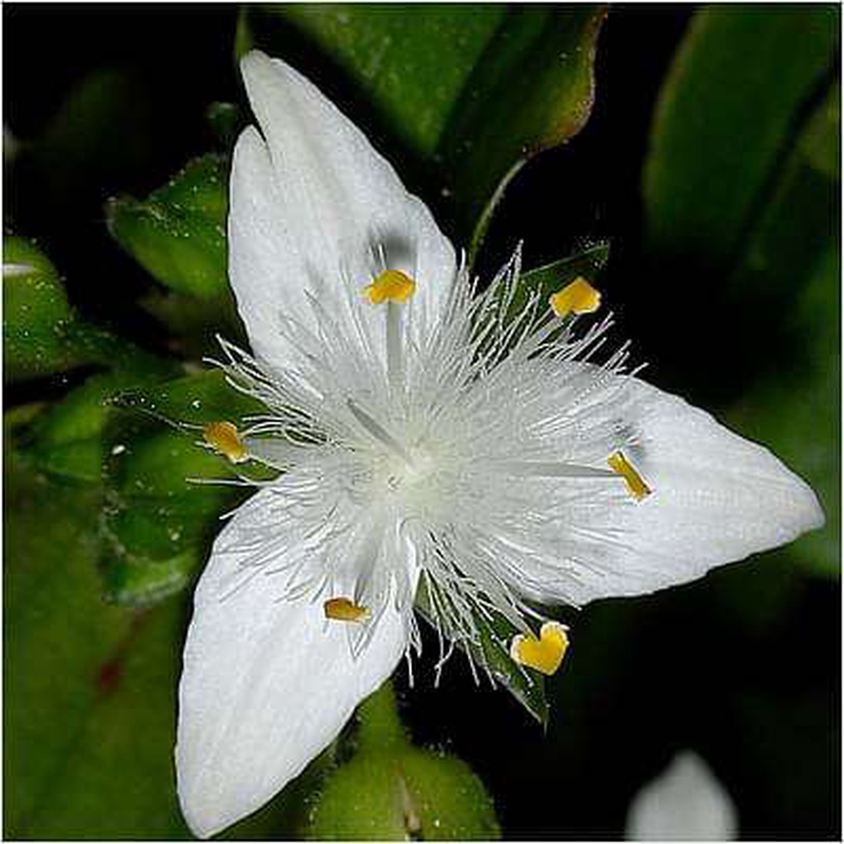Tradescantia fluminensis - Plant