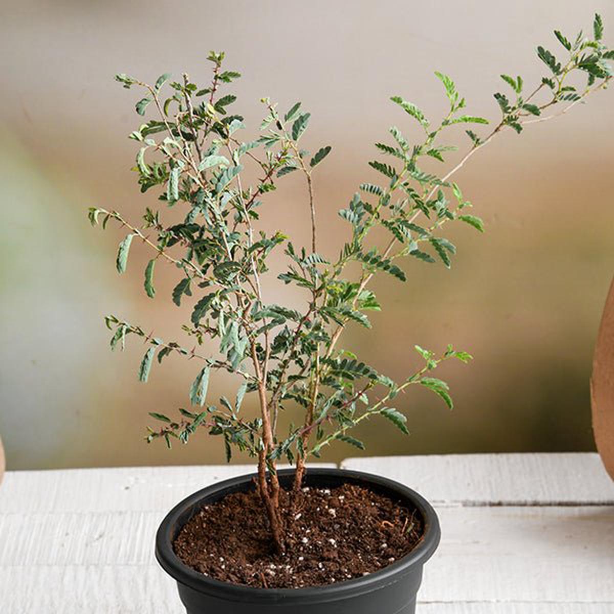 Tree of Rajasthan, Shami - Plant