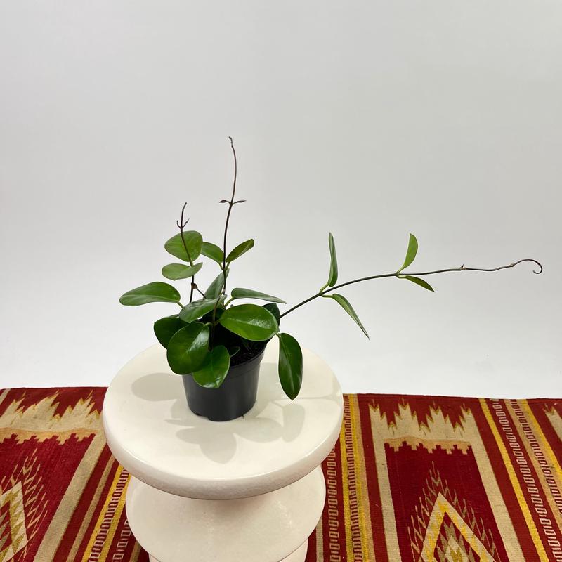 Waxvine: Hoya australis - 5 inch pot