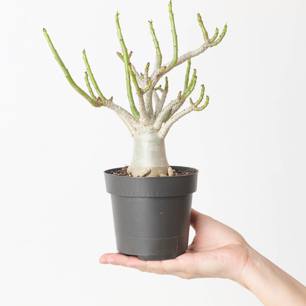 Adenium arabicum 'Baobab' - 12cm