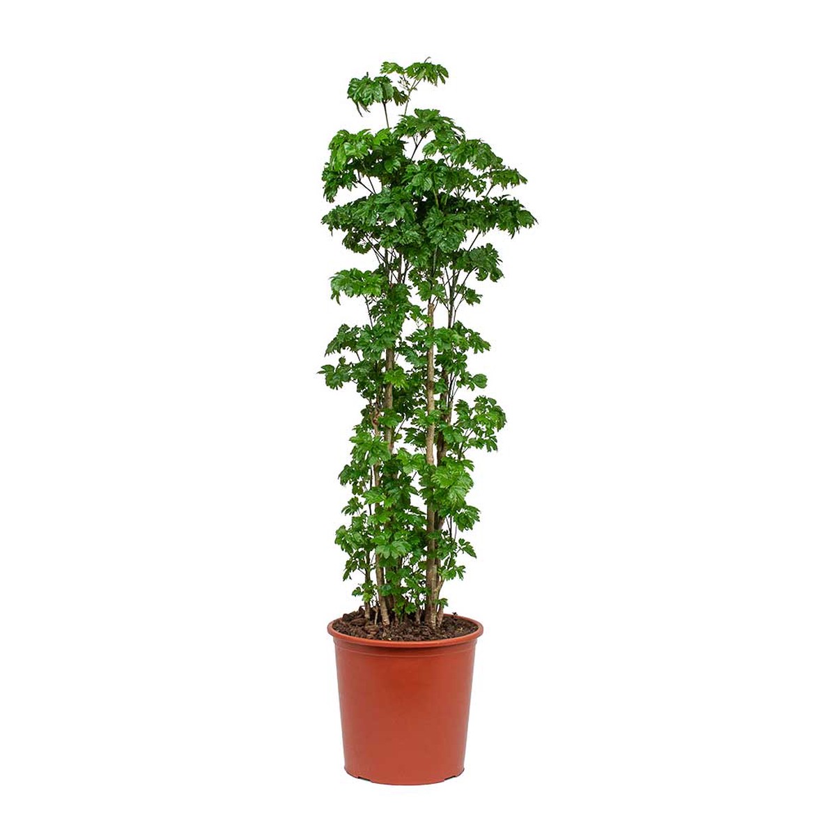 Polyscias Roble - Aralia Roble