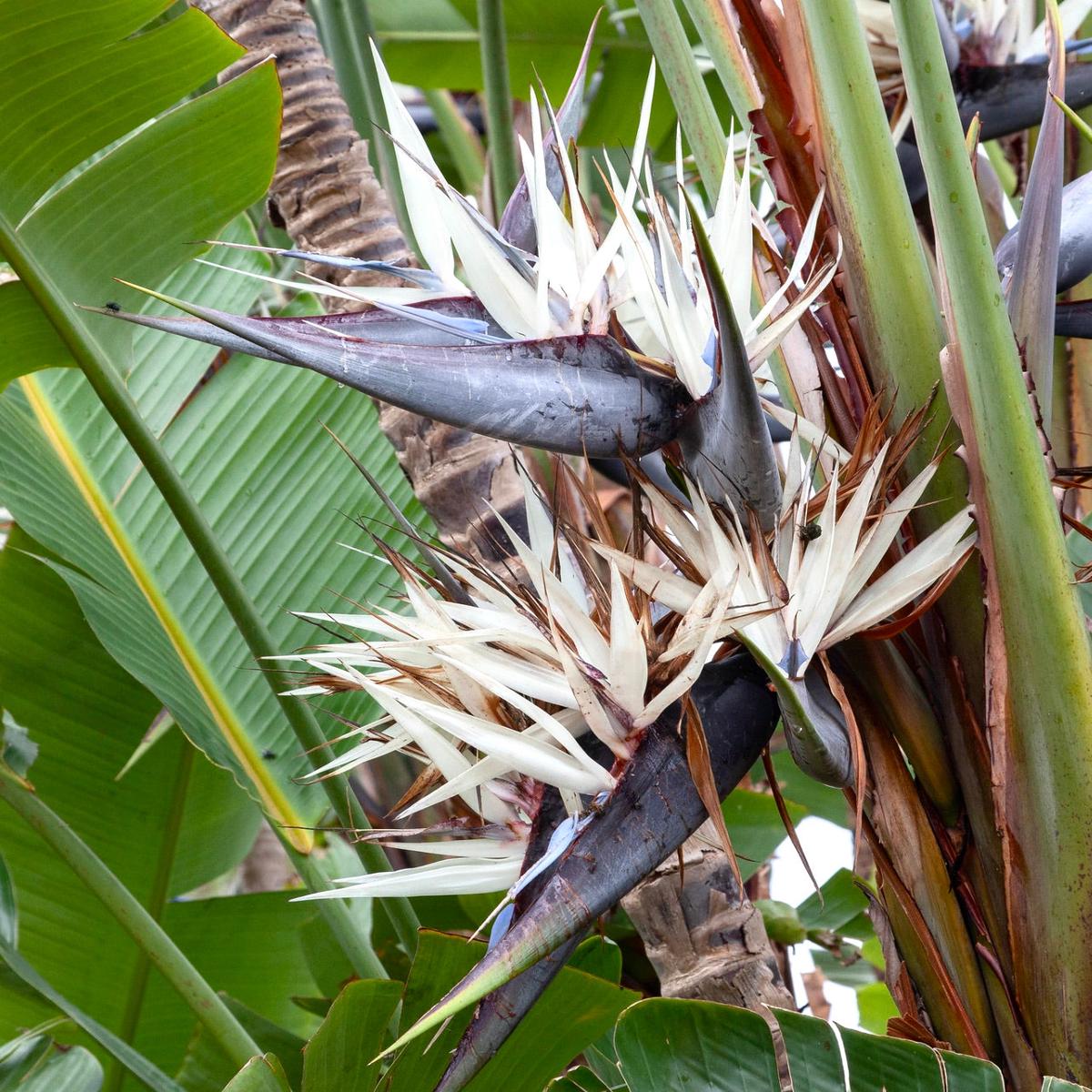 Strelitzia augusta