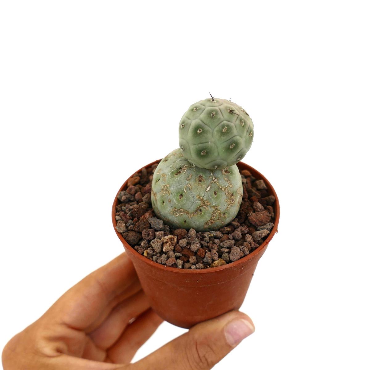 Tephrocactus geometricus TWO BALLS AH2