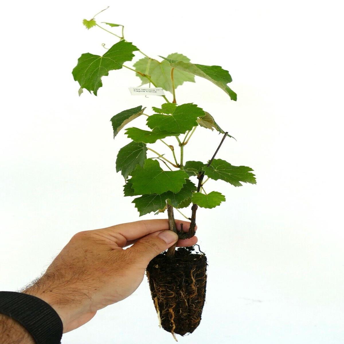 Vitis labrusca cv NIAGARA white