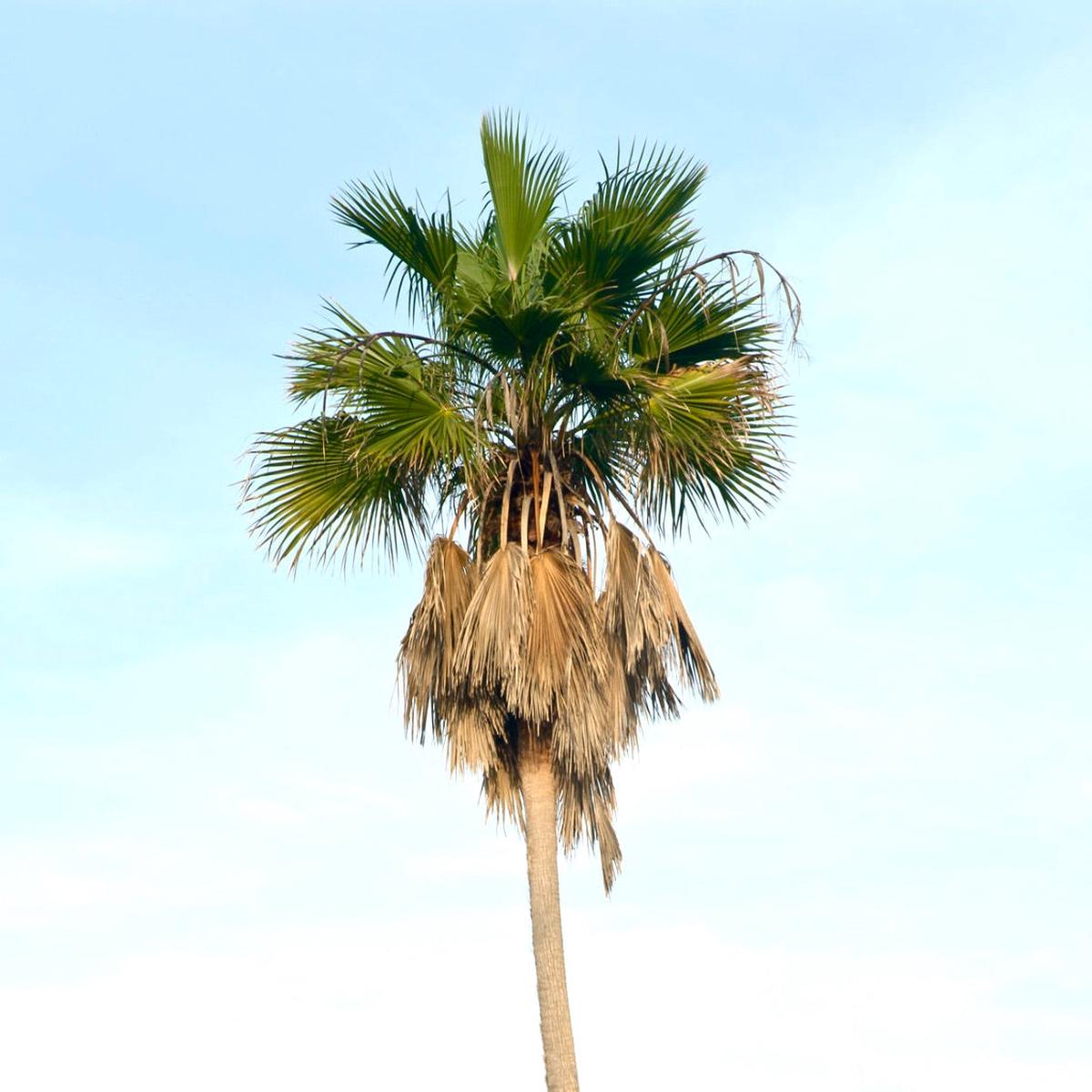 Washingtonia robusta