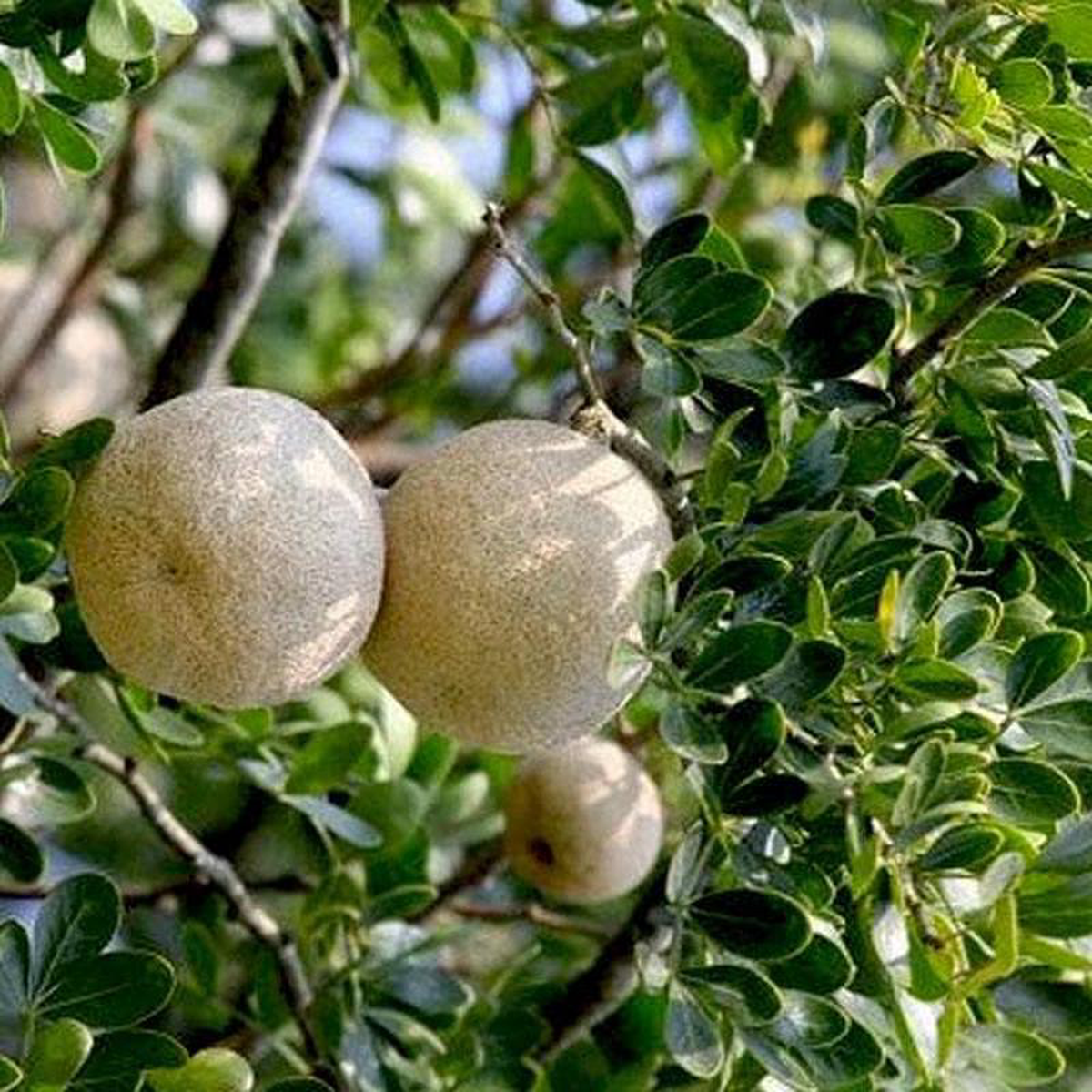 Wood Apple Tree of Vishakha Nakshatra Libra or Tula Rashi 8211 Plant