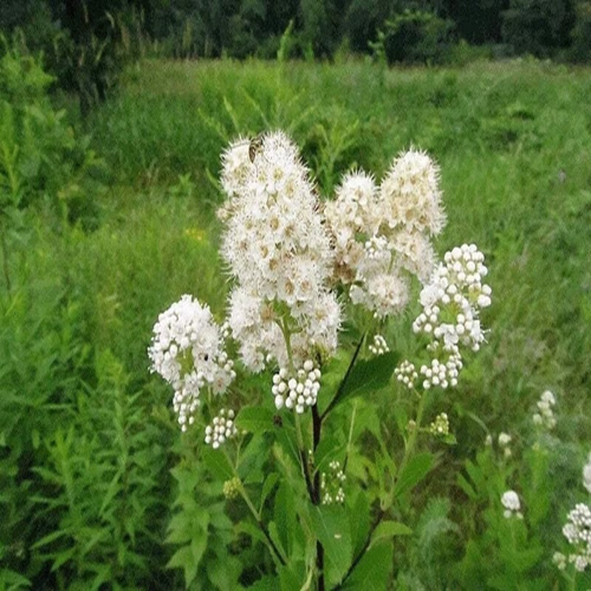 100 WHITE MEADOWSWEET Spiraea Alba Narrow Leaved Queen of the Prairie Native Flo