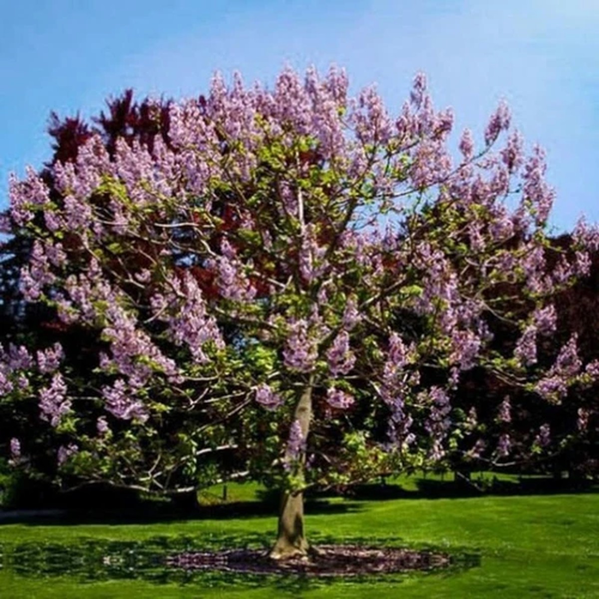 50 Royal Empress Tree Seeds to Grow Beautiful Flowering Tree