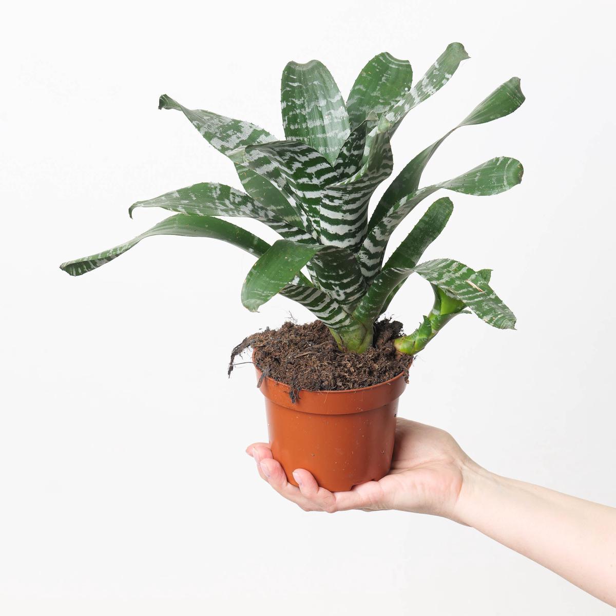 Aechmea Rebecca