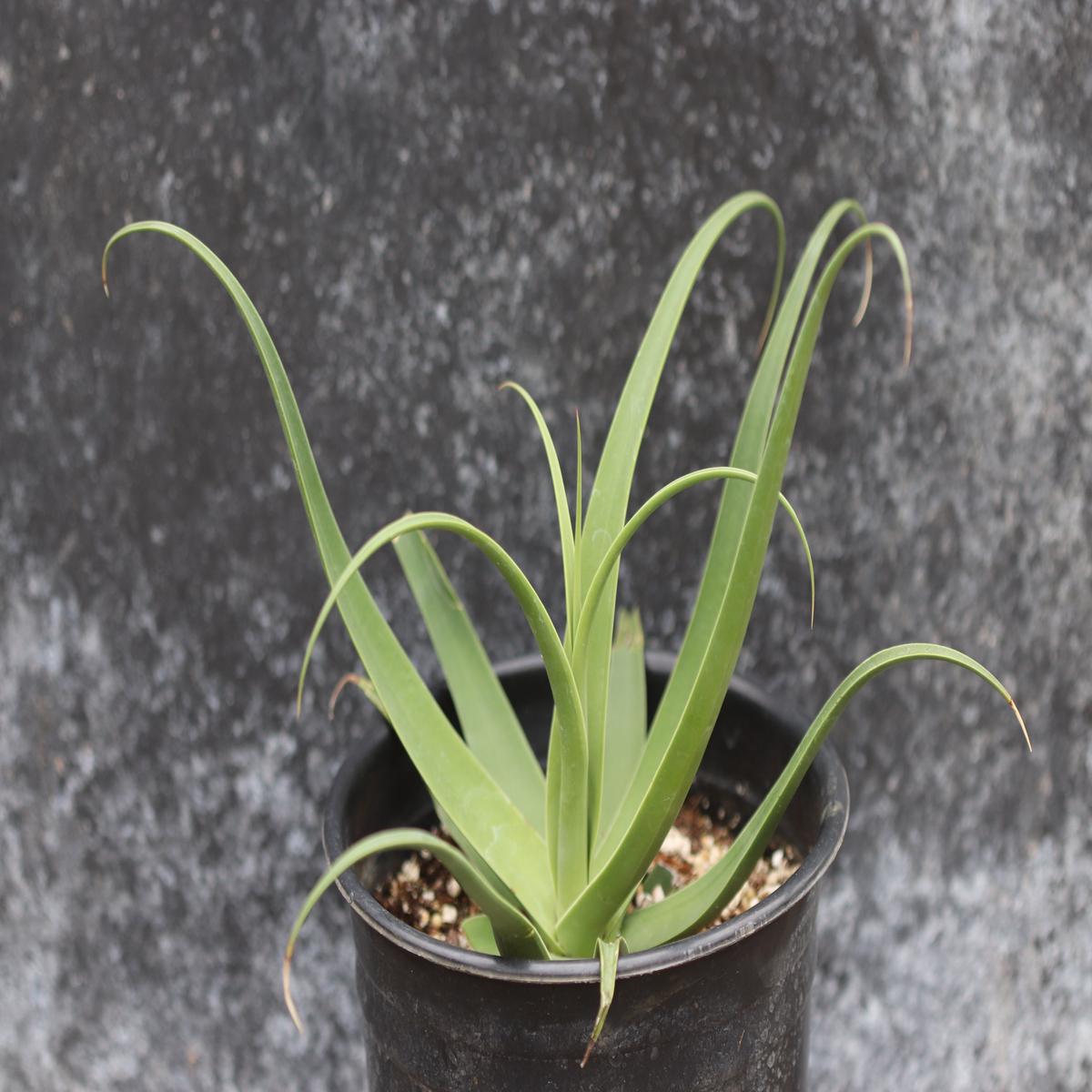 *RETAIL - Agave bracteosa 'Calamar'