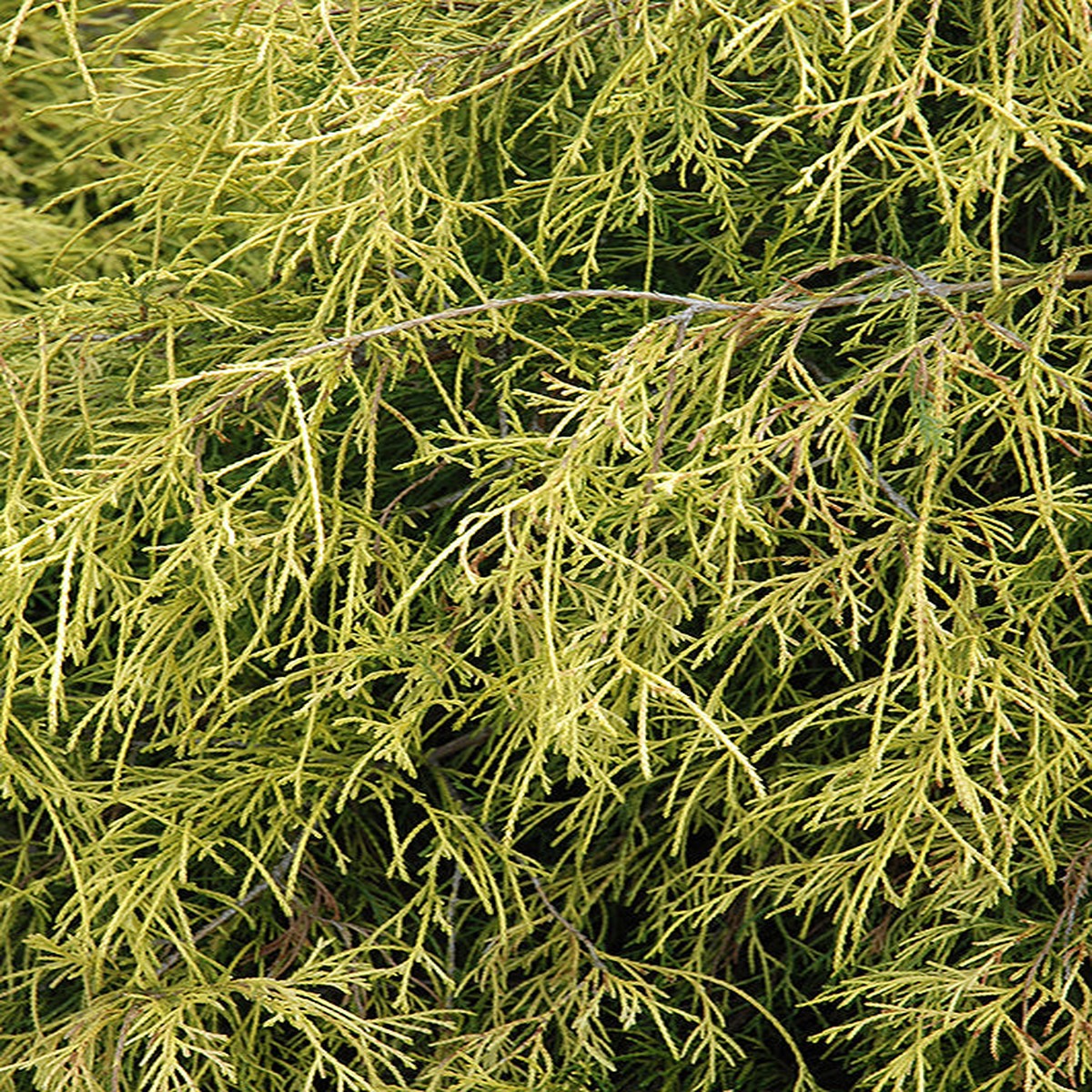 Sungold Falsecypress