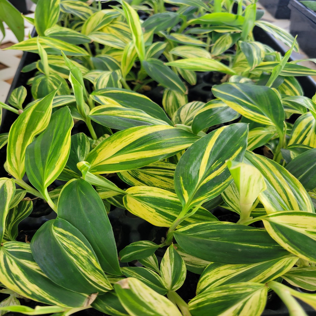 Variegated Ginger