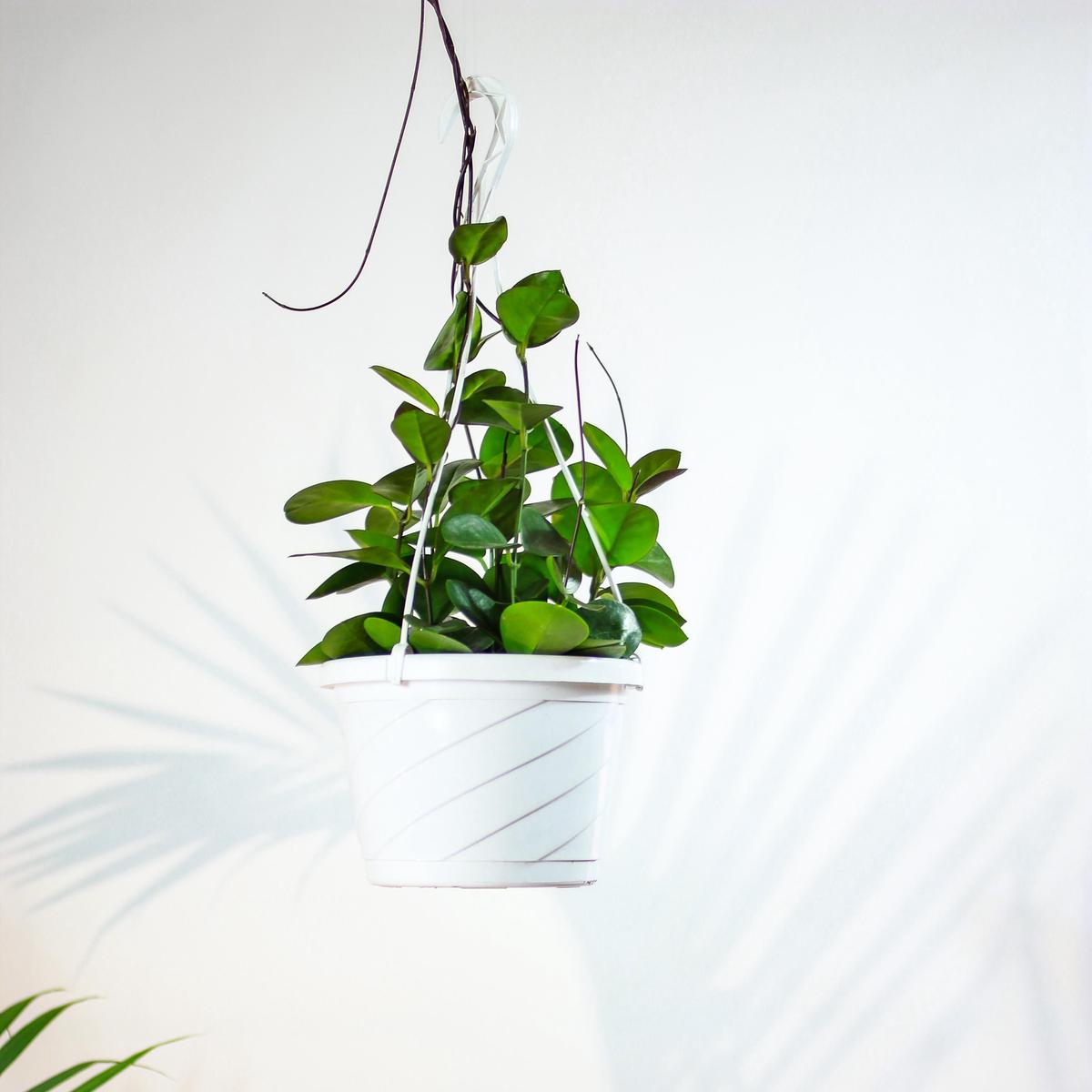 Waxvine: Hoya australis - 10 inch hanging basket - Default Title