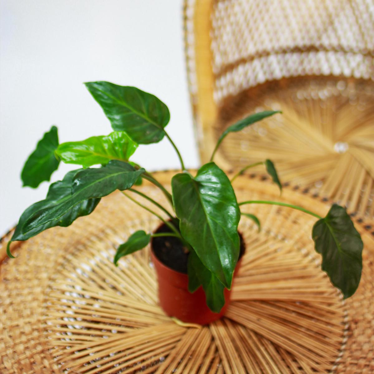 Winterbourn: Philodendron xanadu - 5 inch pot