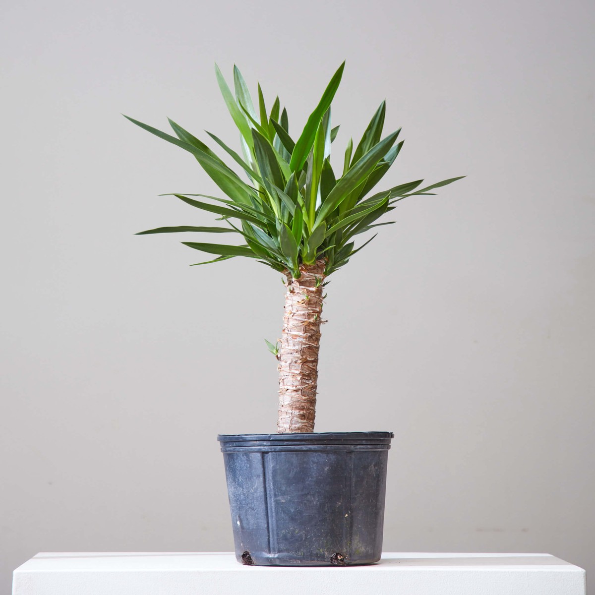 Yucca Cane: Yucca gigantea - 8 inch pot - 2-3 foot tall