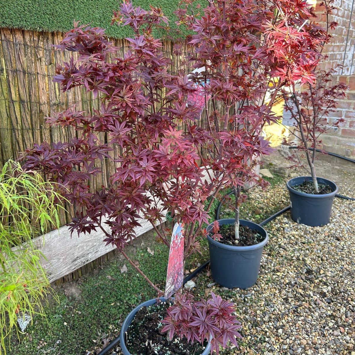 Acer palmatum 'Little Red' (P)
