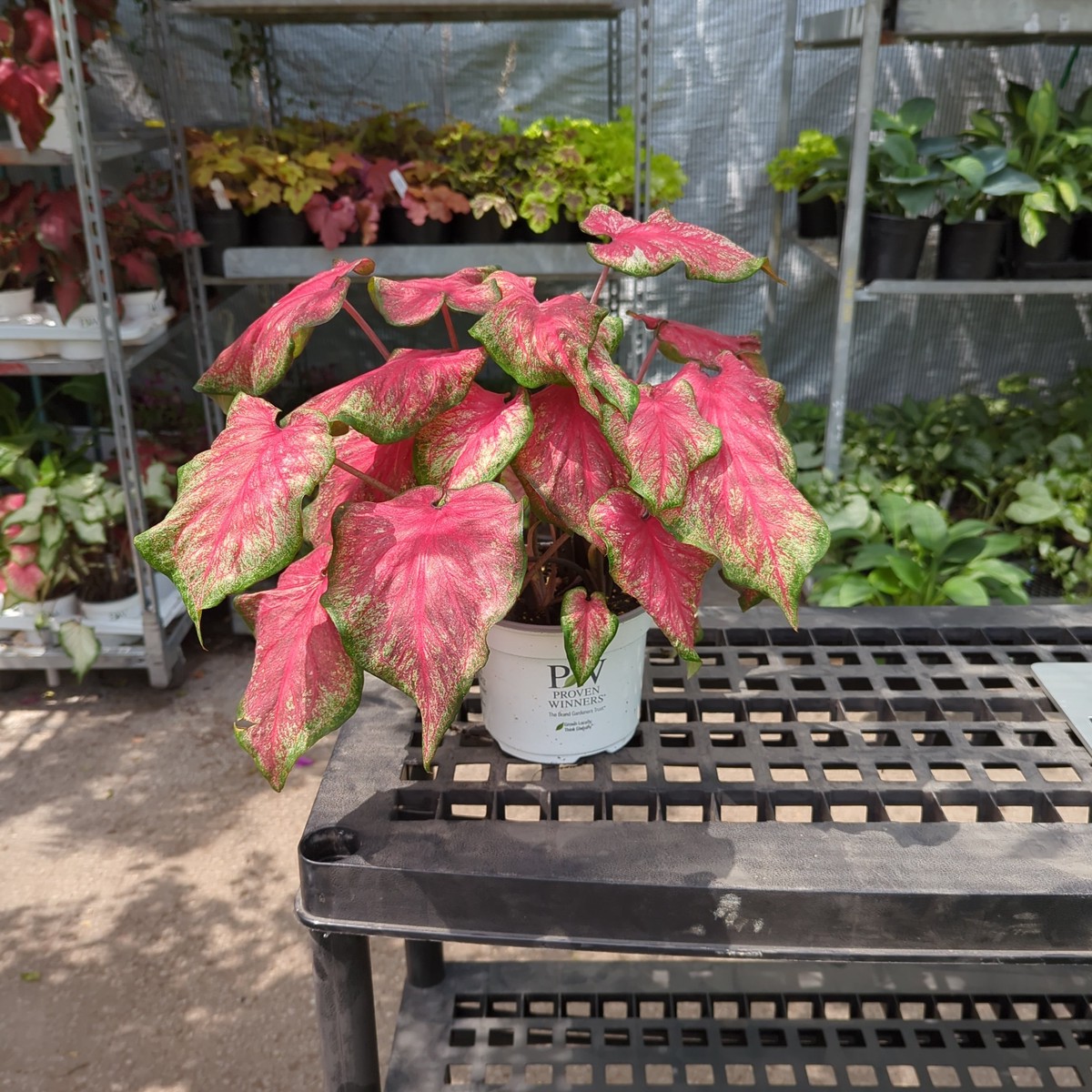 Tickle Me Pink Angel Wings: Caladium - 6 inch pot