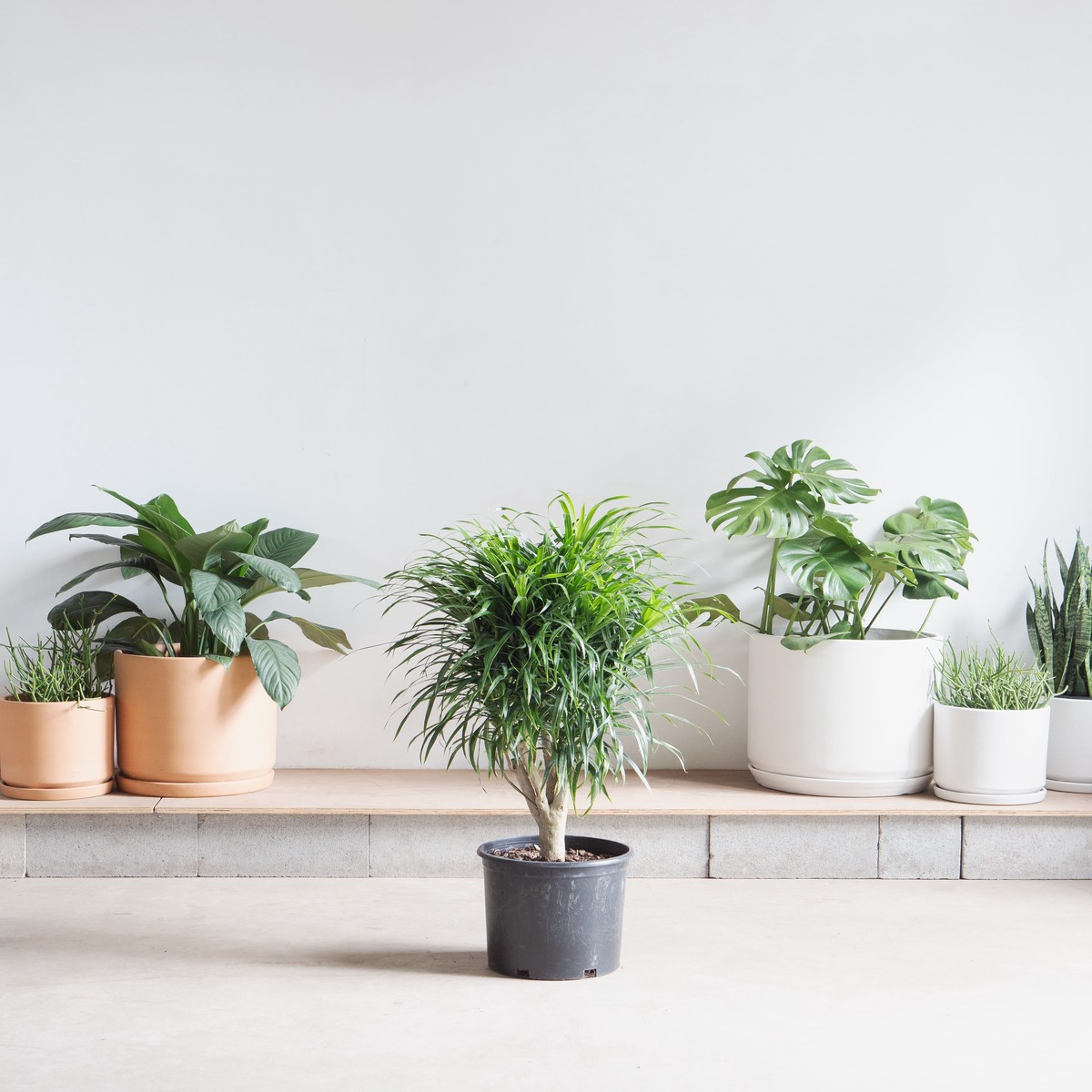 Variegated Medusa Stump: Dracaena reflexa 'Anita' - 10 inch pot - 3 foot tall