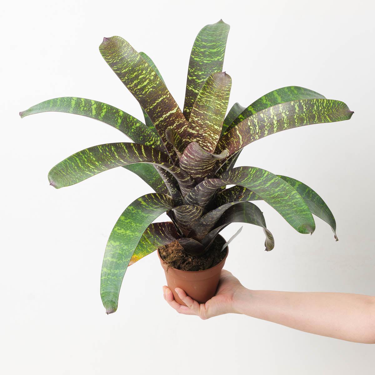 Vriesea sp. 13