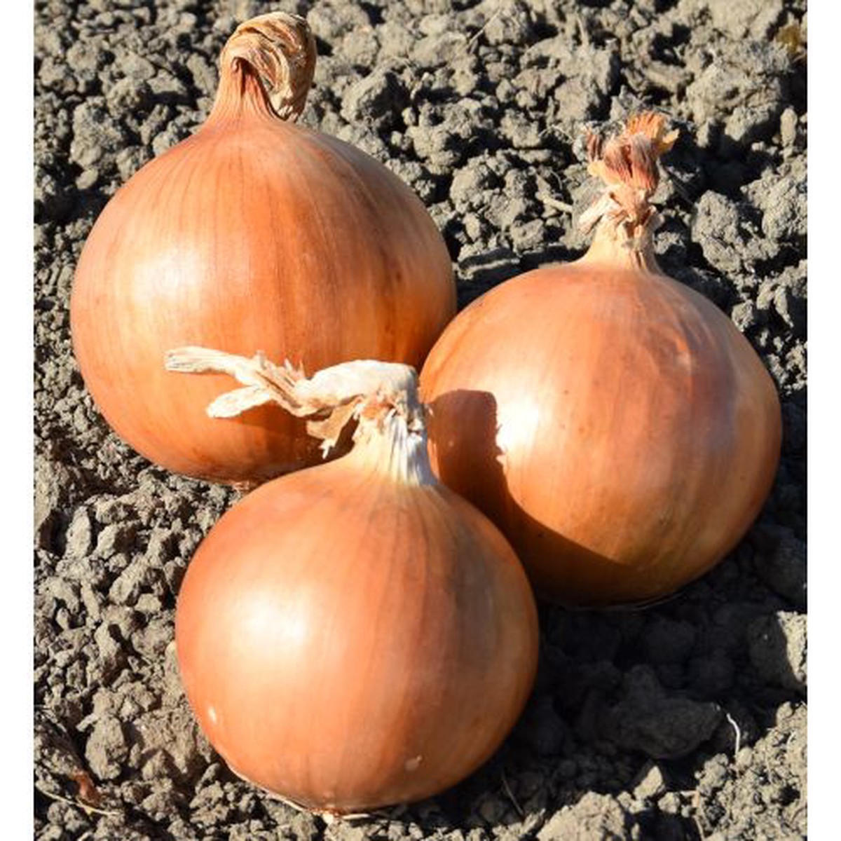 White Onion Plug Plants "Grow Your Own" Vegetables **Letterbox Friendly**