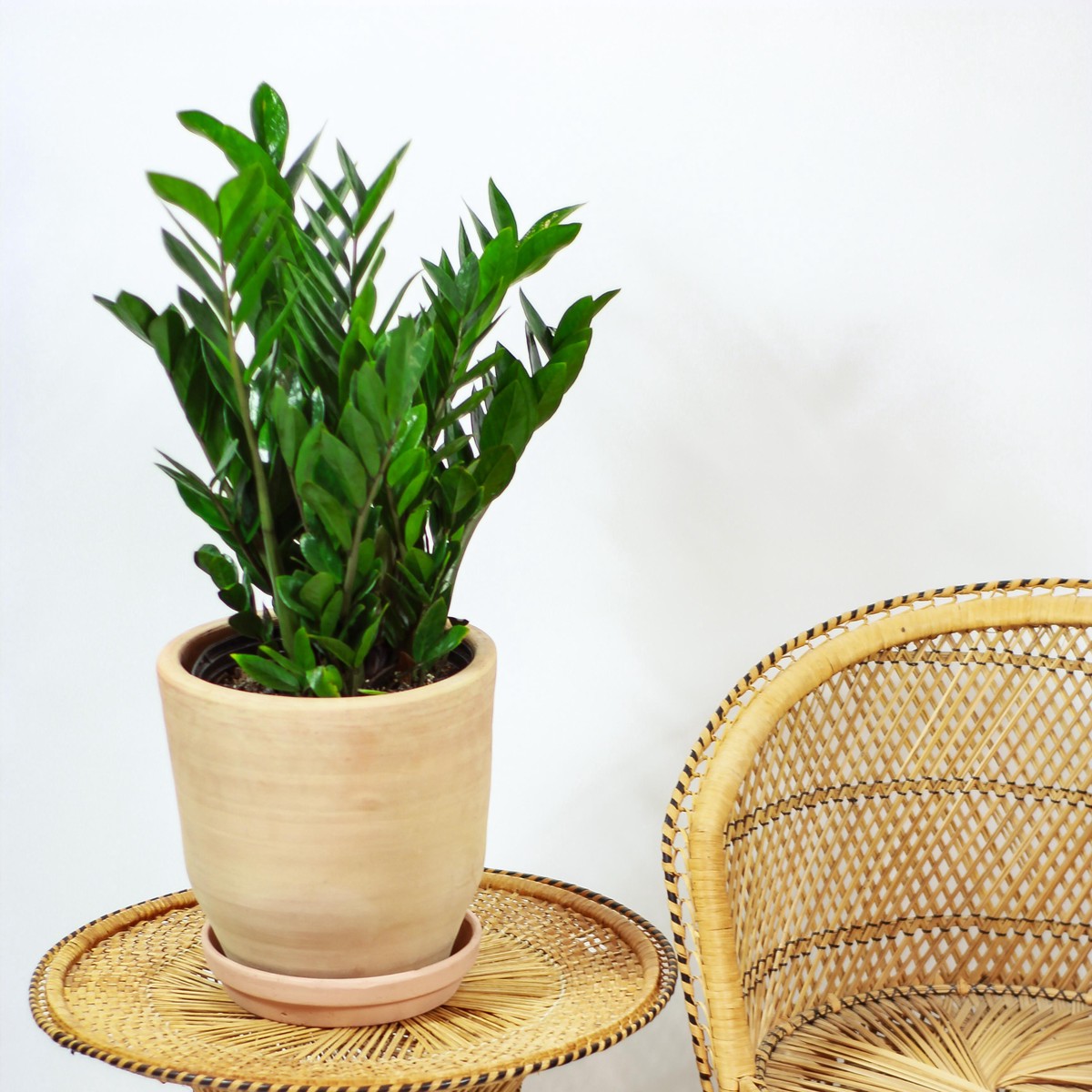 ZZ Plant: Zamioculcas zamiifolia - 10 inch pot - 2-3 foot tall