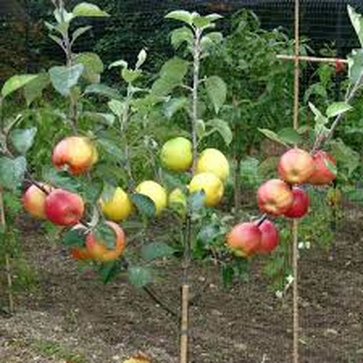 4 Star Apple Cutting 5-6" Unrooted for Grafting Tropical Fruit Tree (Annona sp.) Exotic Fruit, Propagation, Apple, Tropical Gardening