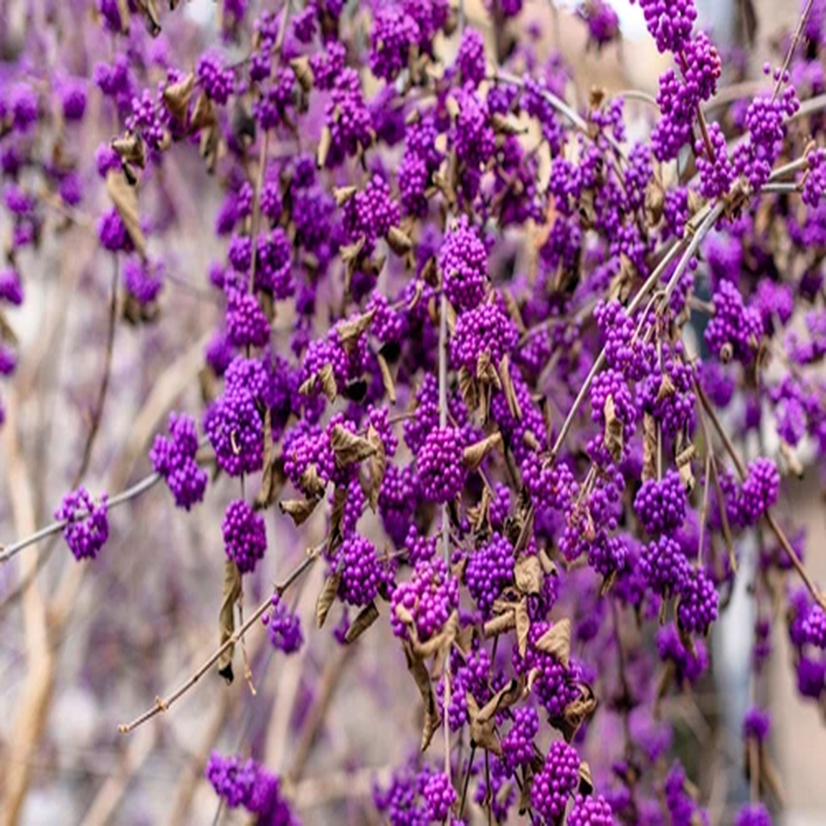 40 American PURPLE BEAUTYBERRY Shrub Flower Callicarpa Americana Seeds