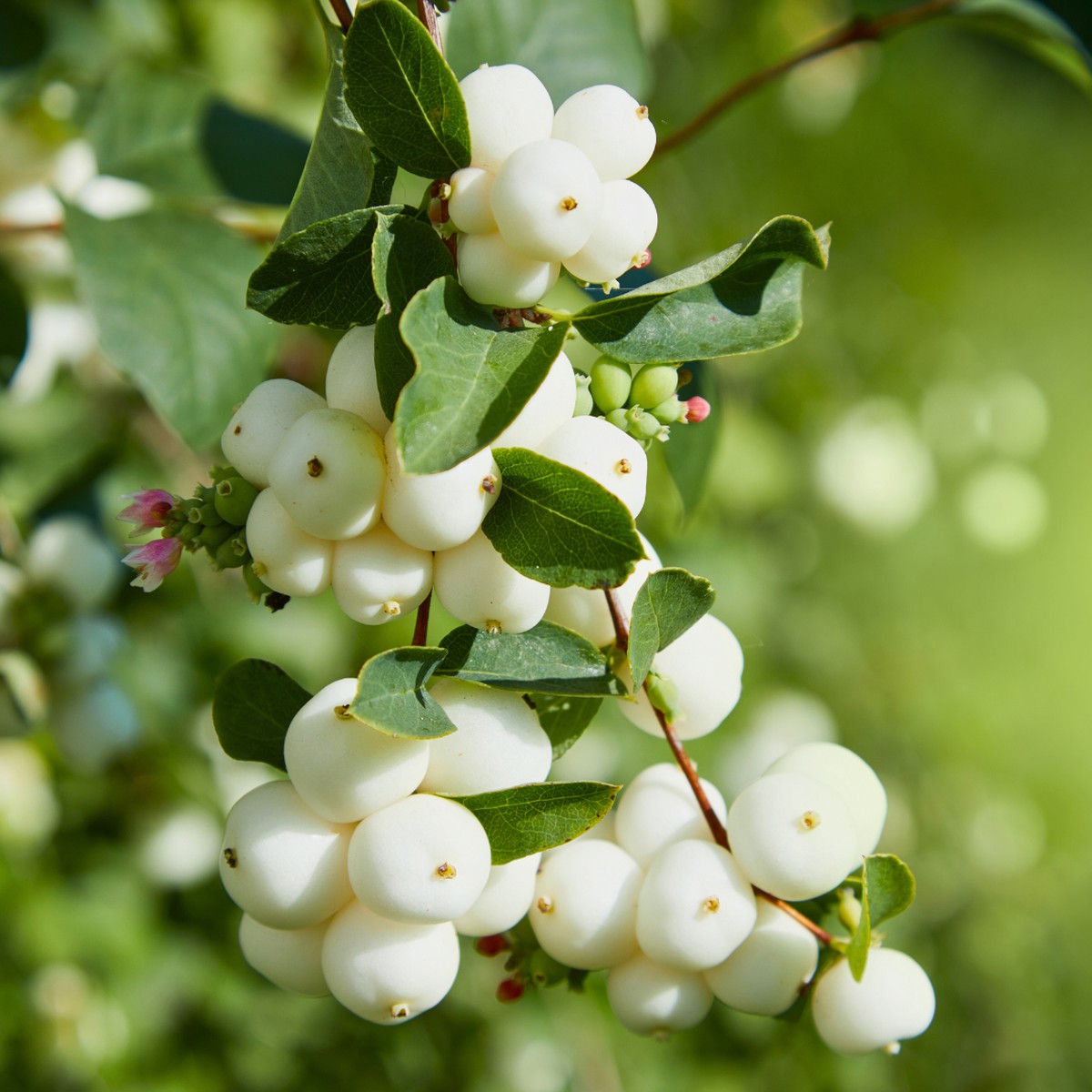 Symphoricarpos Magical Galaxy