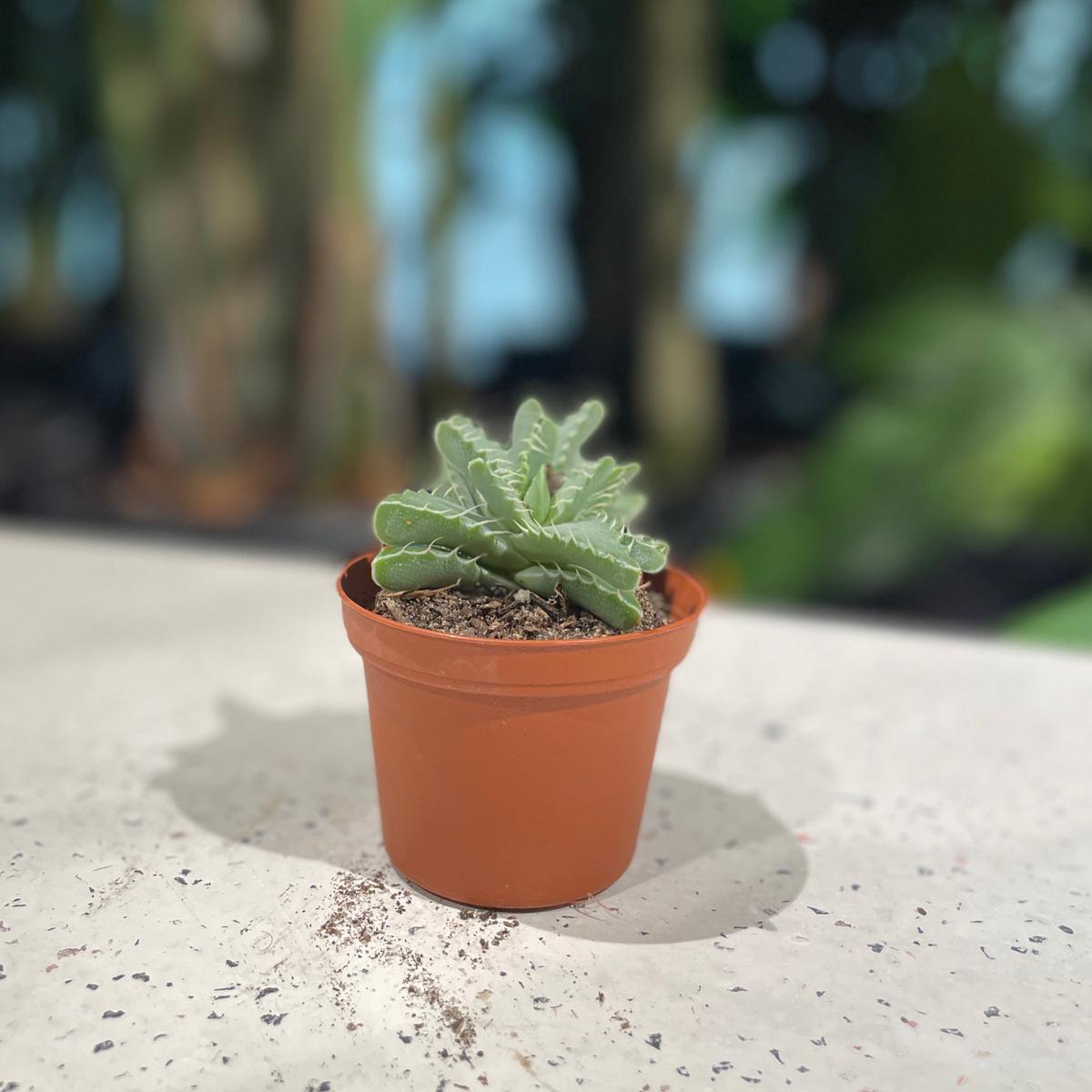 Tiger Jaw Succulent: Faucaria tigrina - 3 inch pot