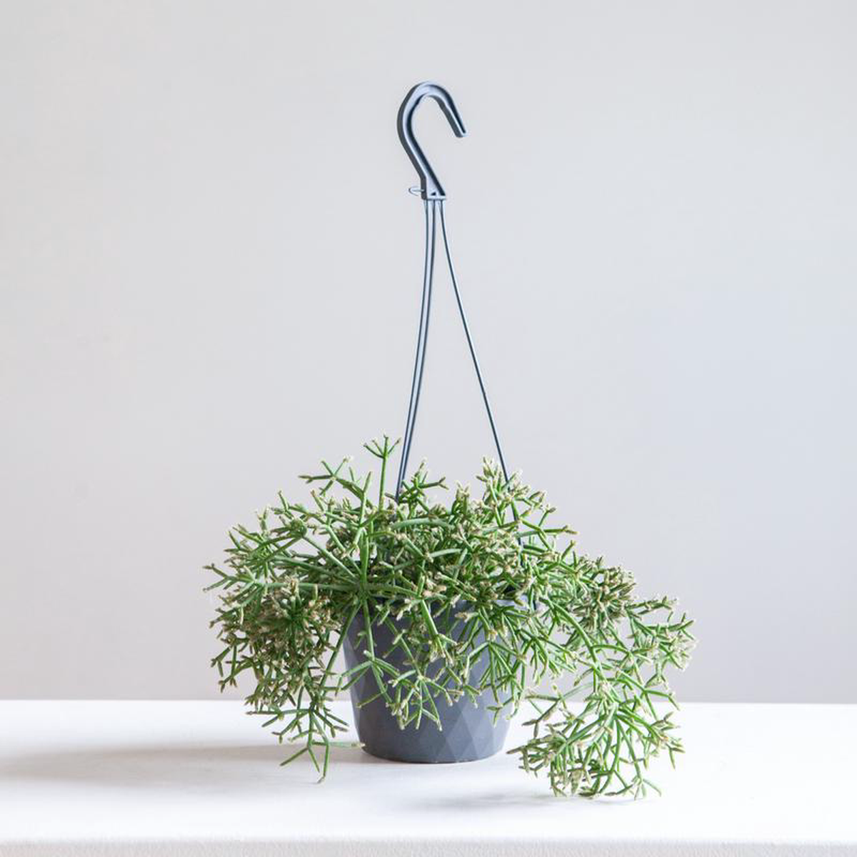 Trailing Cactus Rhipsalis 8211 8 inch hanging basket