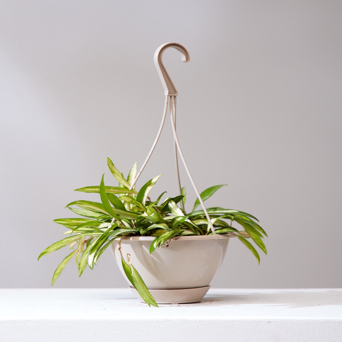 VARIEGATED HOYA KENTIANA 6" HANGING BASKET