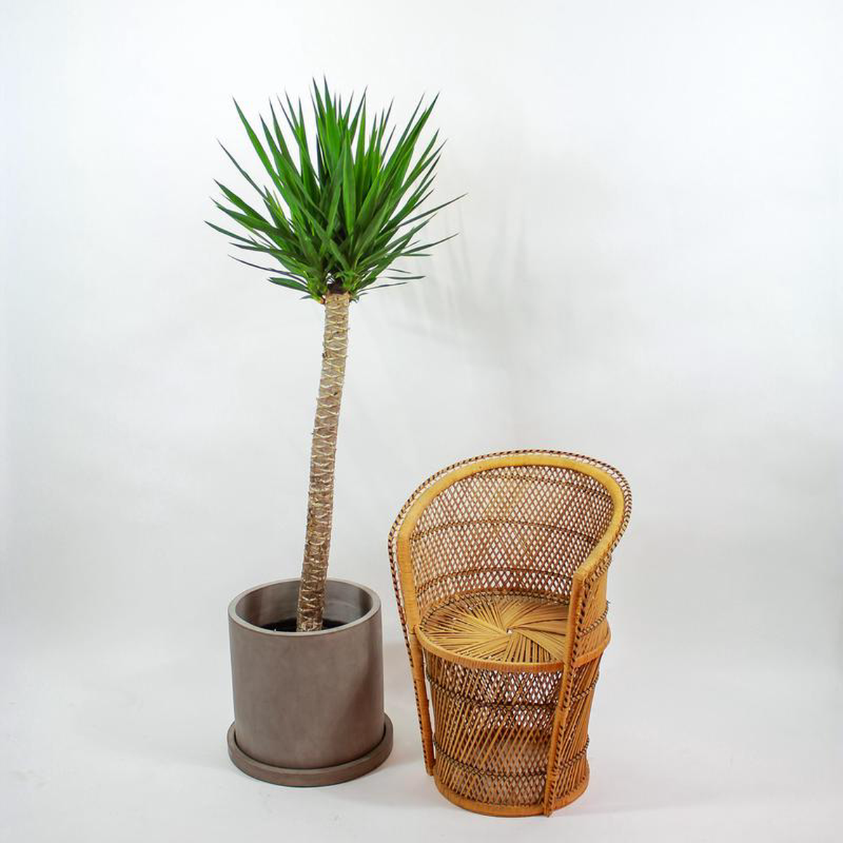 Yucca Cane Yucca gigantea 8211 14 inch pot 8211 6-7 foot tall