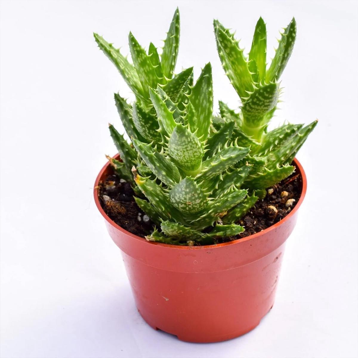 Zanzibar Aloe - Tiger Tooth Aloe - Live Plants in 4 Inch Pots - Aloe Juvenna - Easy Care Indoor Outdoor Ornamental Succulent