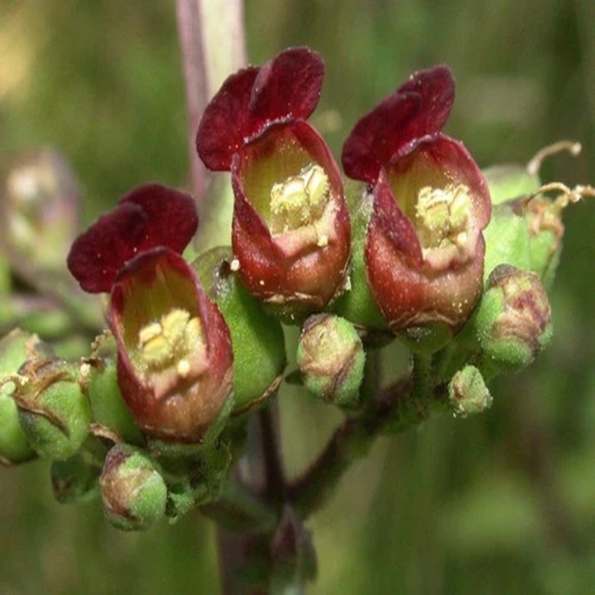 1000 EASTERN FIGWORT (Late Figwort / Carpenters Square) Scrophularia Marilandica