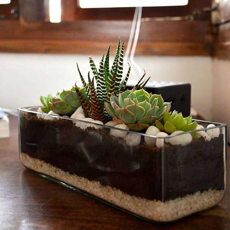 Succulent in rectangle glass pot (3in Ht)