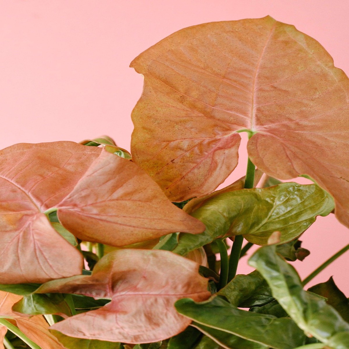Syngonium Podophyllum 'Neon Robusta'