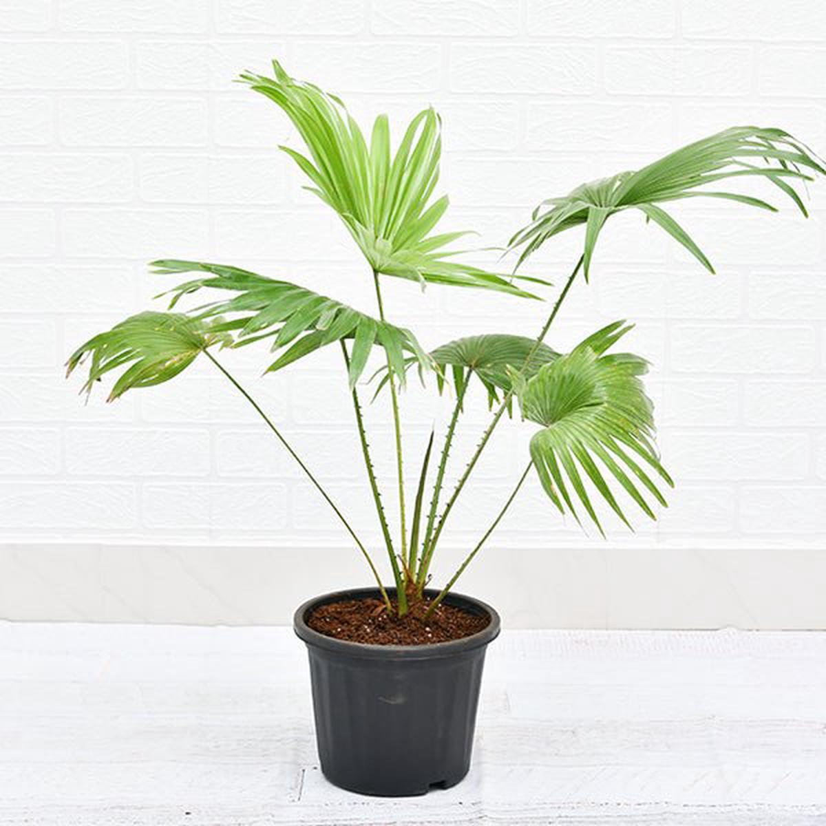 Table palm, Umbrella Palm Plant in 10 inch Grow Bag