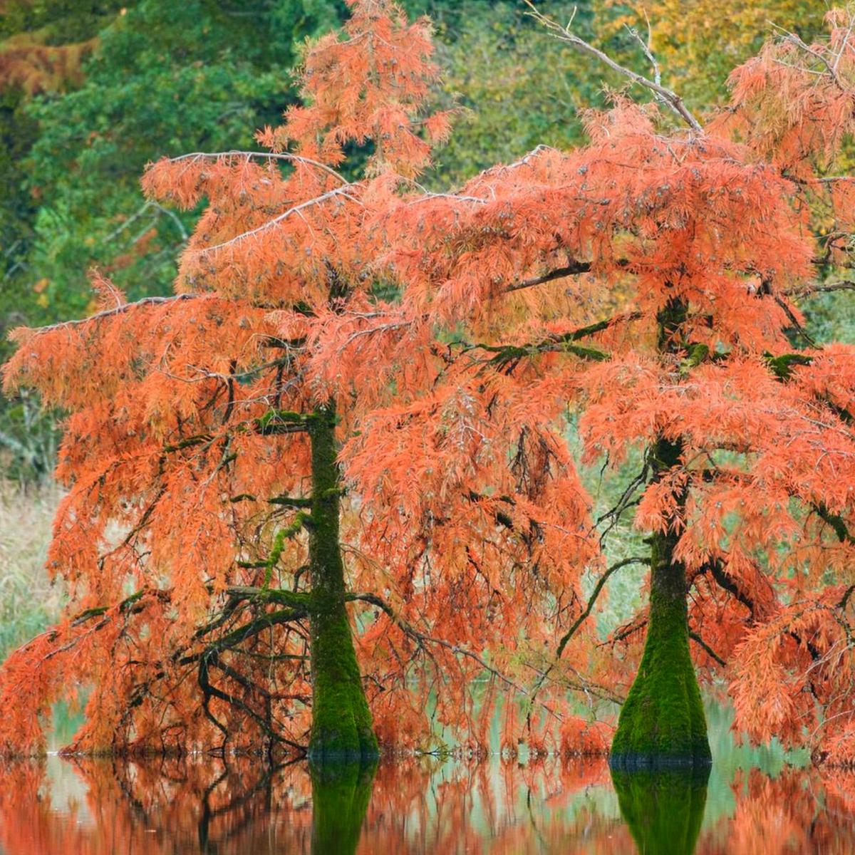 Taxodium distichum