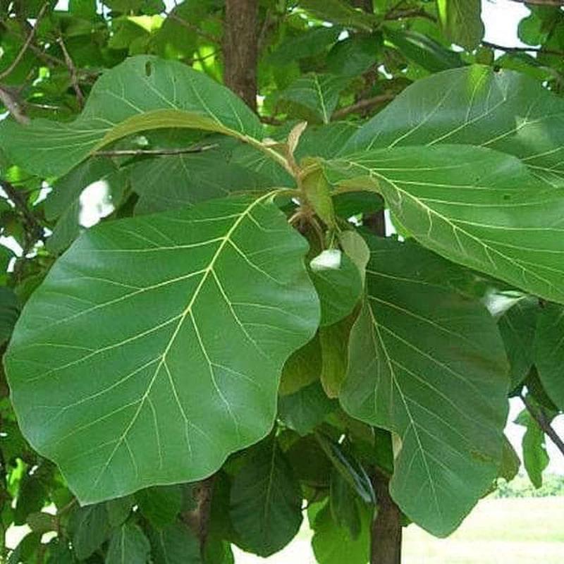 Teakwood, Sagwan - Plant