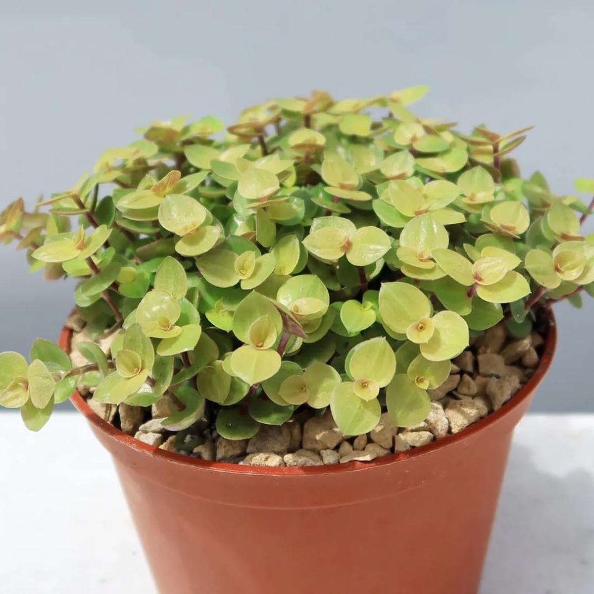 Tradescantia Gold Repens - Live Starter Plants - Callisia Repens - Elegant Trailing Succulent Houseplant