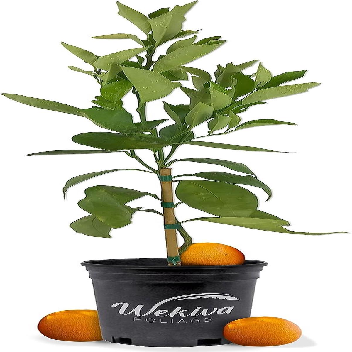 Vernia Orange Tree - Live Plants in 1 Gallon Pots - Florida Only -  Beautiful Fruit Bearing Citrus for Patio and Garden
