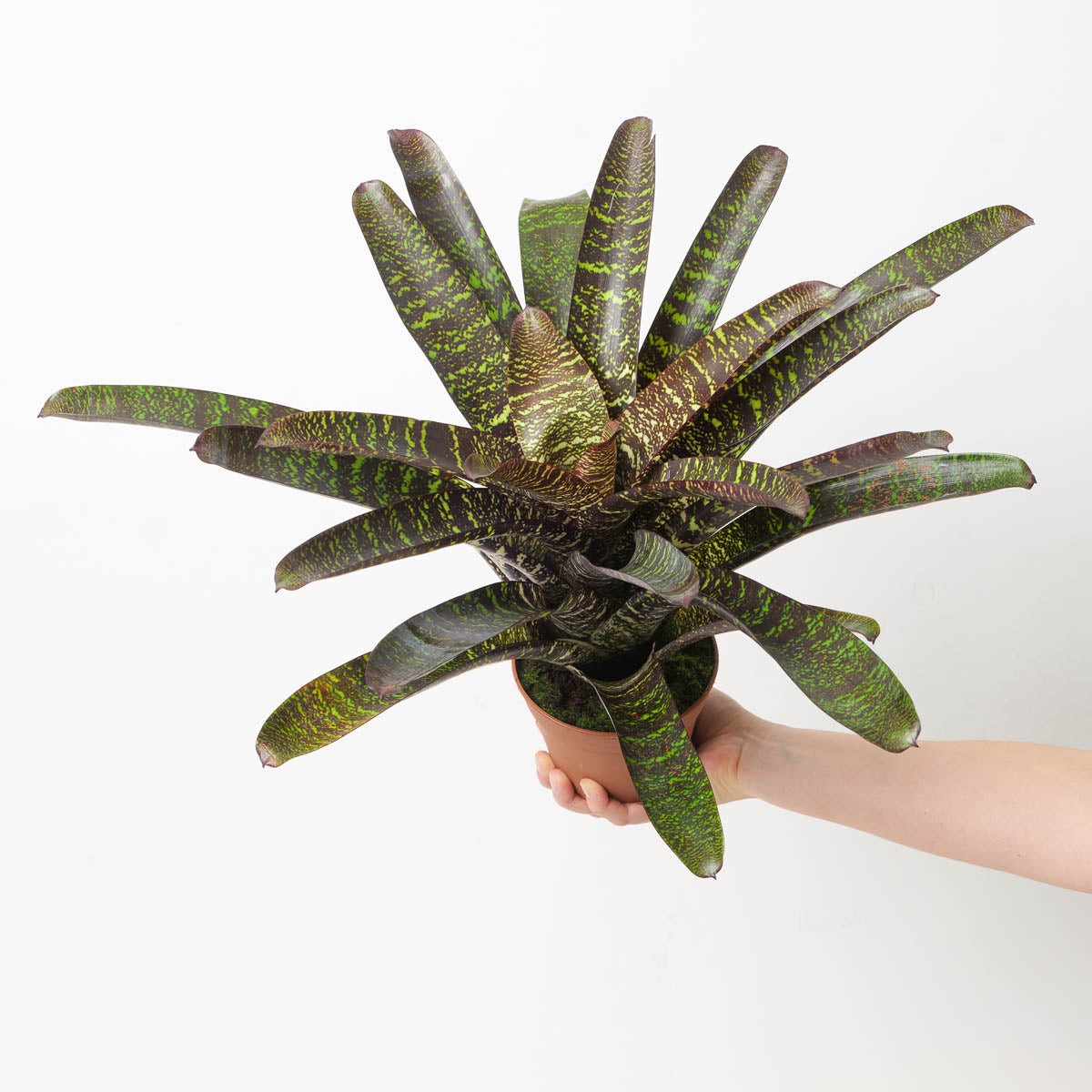 Vriesea sp. 6