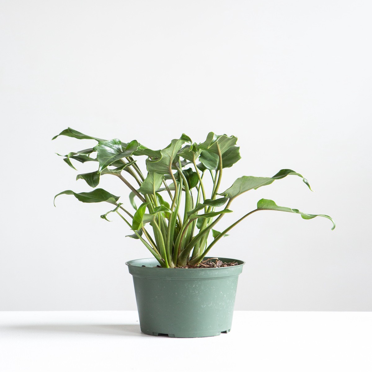 Winterbourn: Philodendron xanadu - 6 inch pot