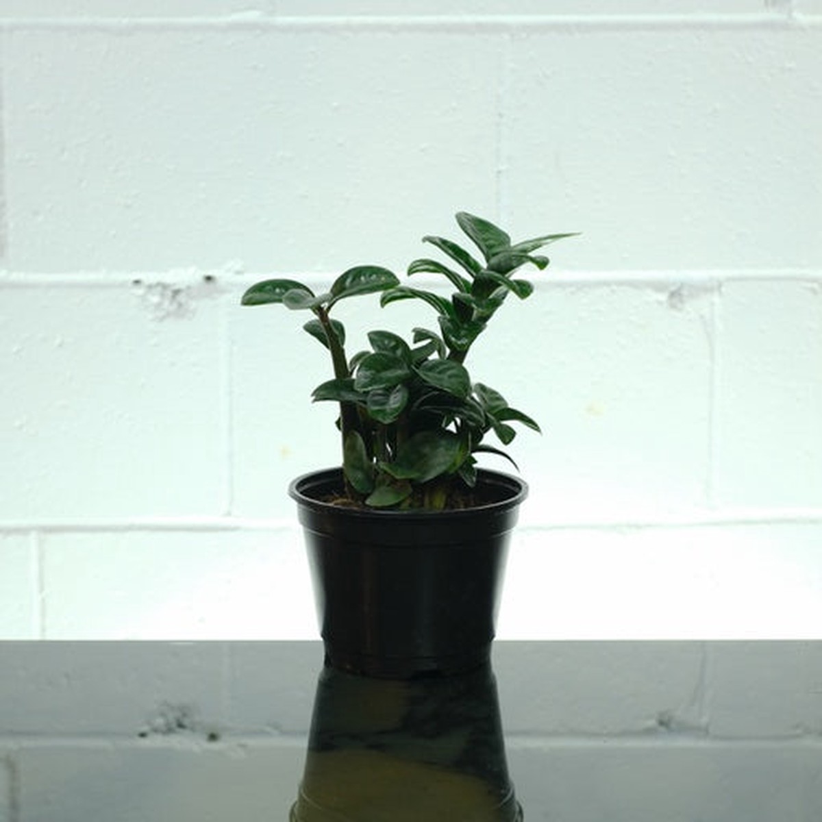 ZZ Plant Compact Leaf: Zamioculcas zamiifolia 'Zenzi' - 6 inch pot