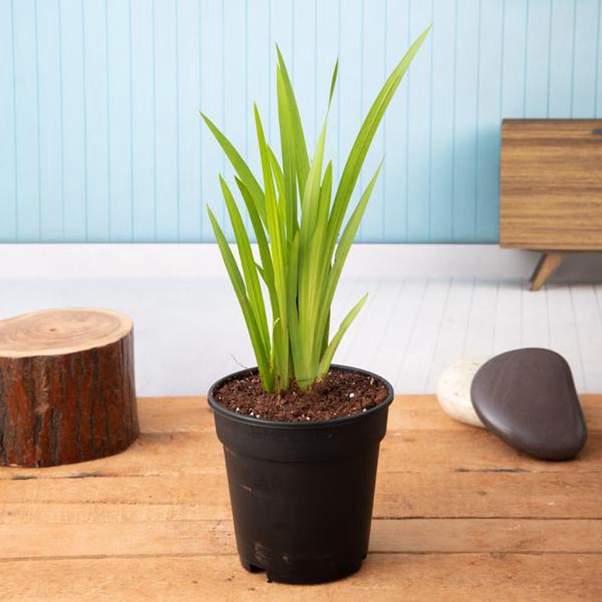 Acorus Calamus Vekhand 8211 Plant